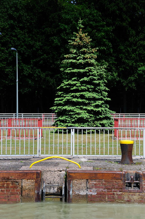 Tannenbaum