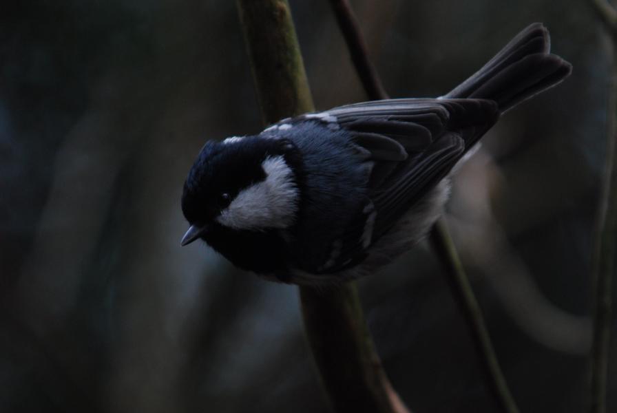 Tannenmeise