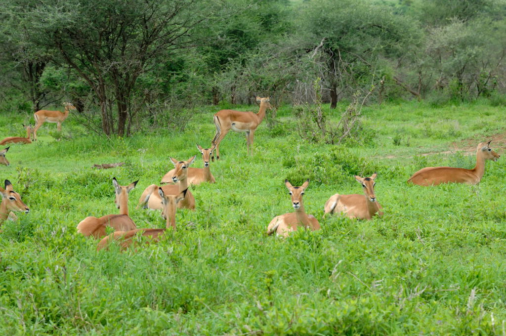 Tansania 2011 1196