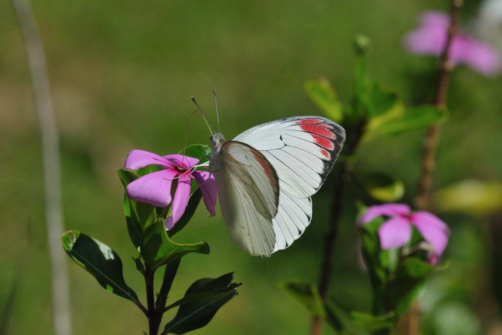 Tansania 2011 1283
