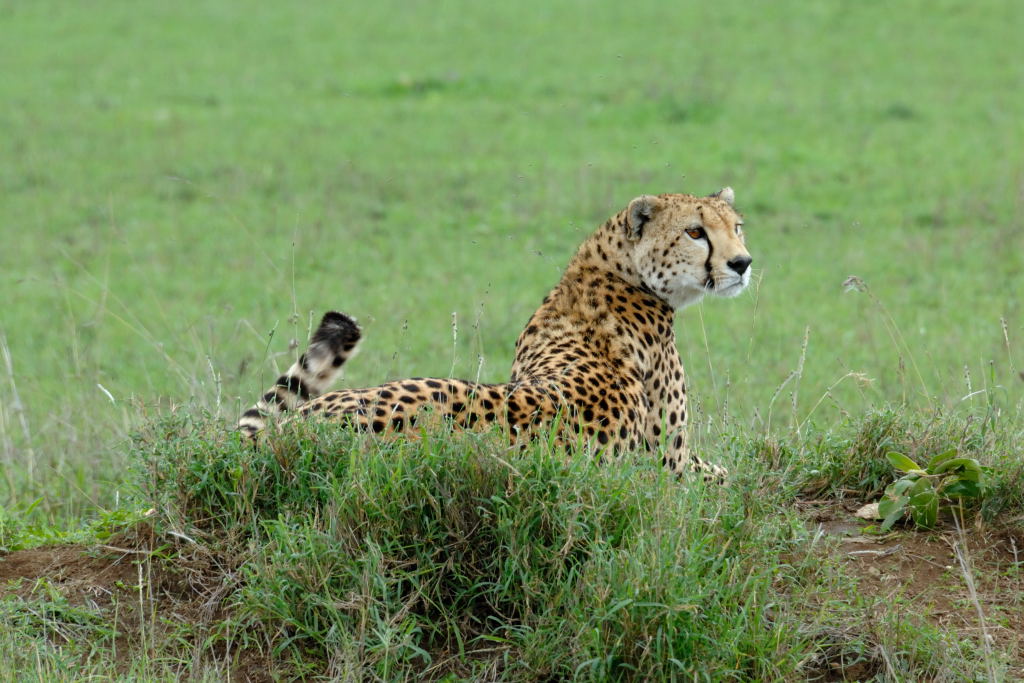 Tansania 2011 710