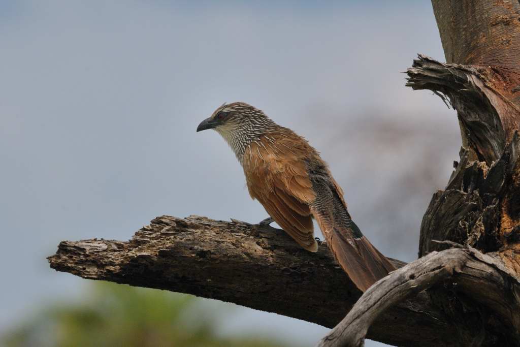Tansania 2011 712