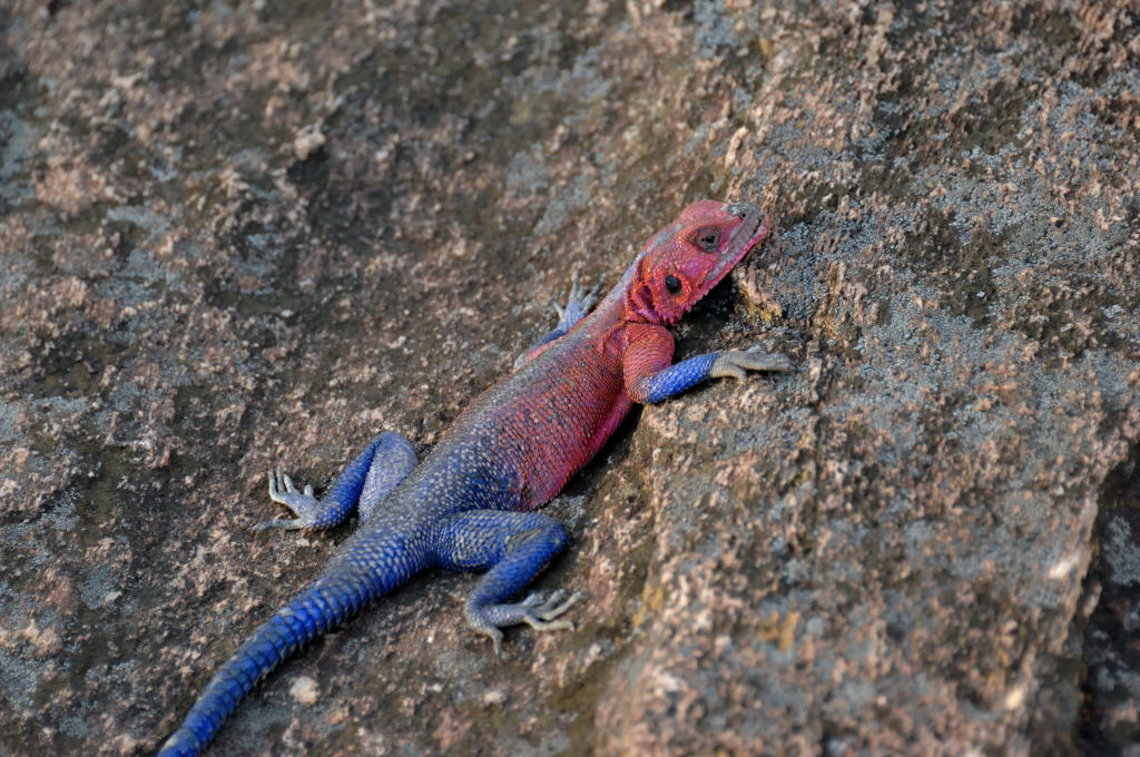 Tansania 2011 854