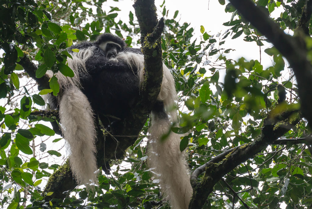 tansania arusha blackwhitemonkey