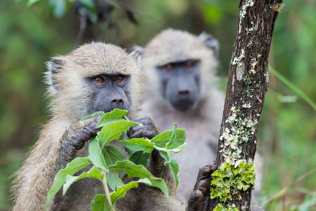 tansania arusha np affen 1