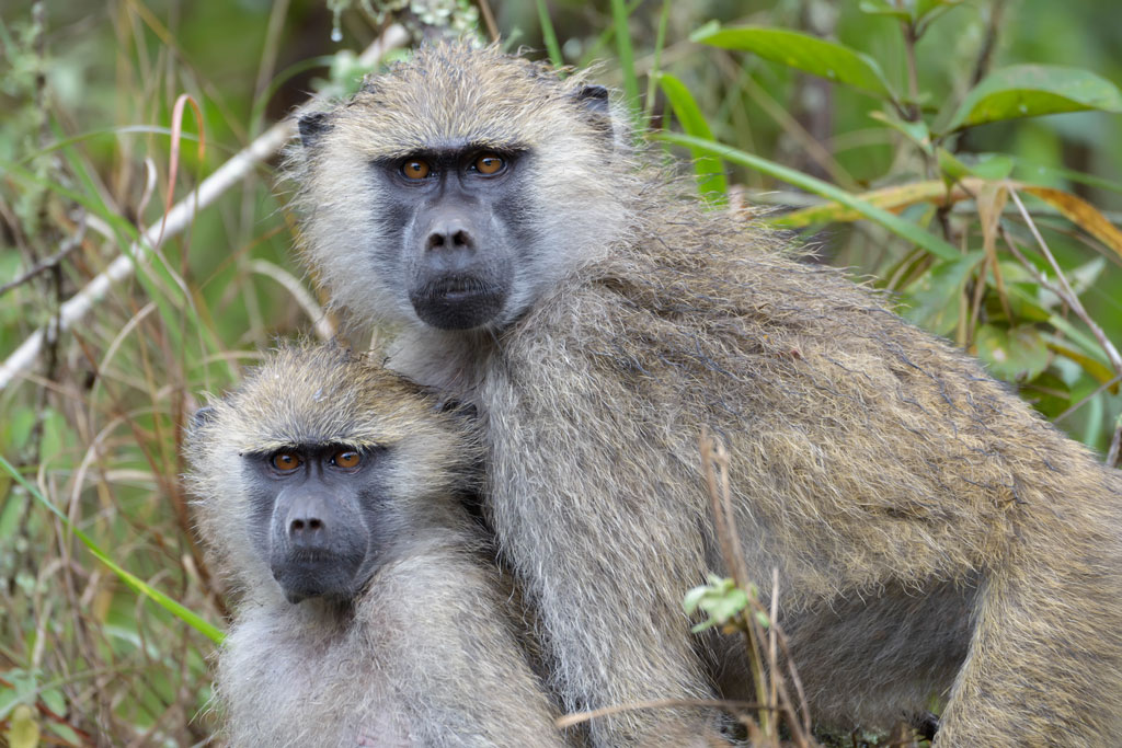 tansania arusha np affen 2