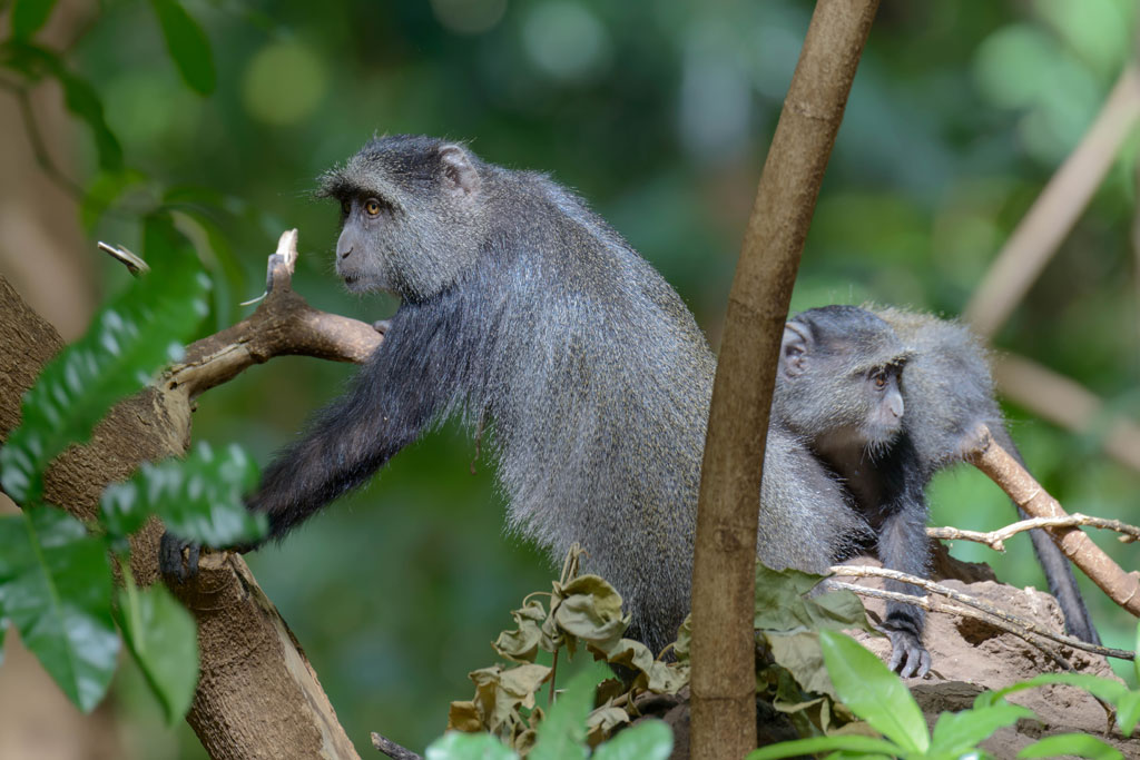 tansania blue monkey