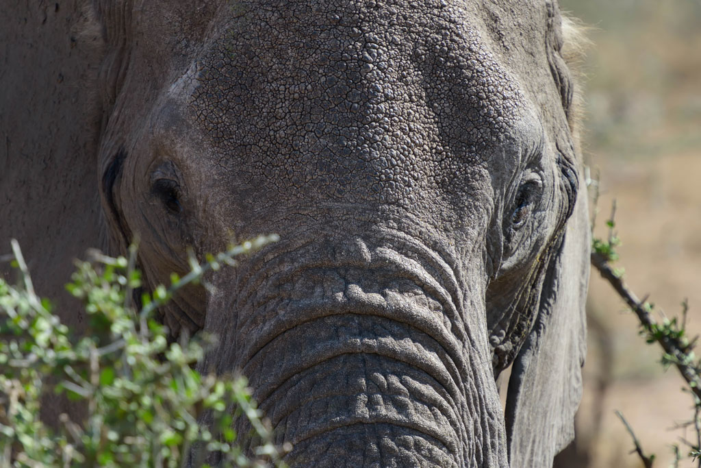 tansania elefant nah