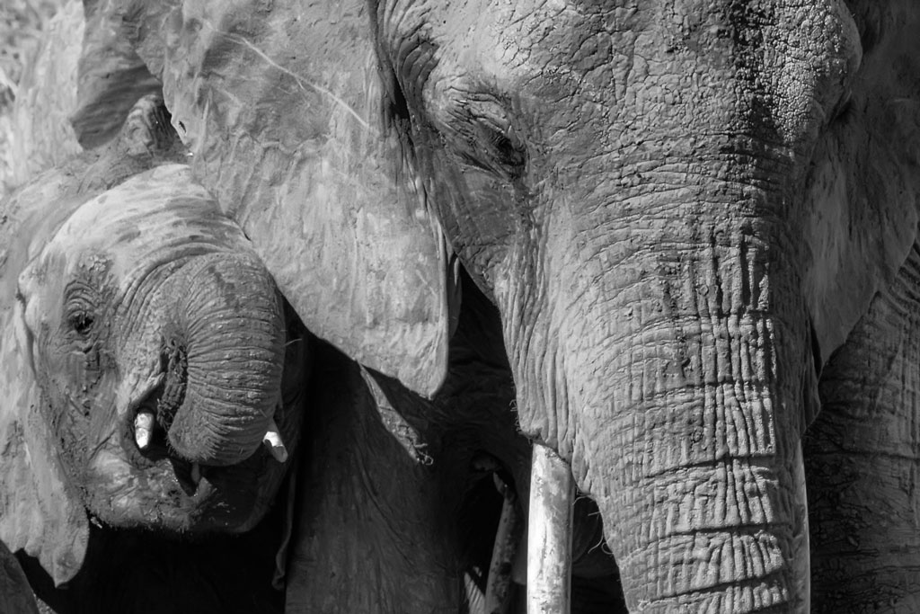 tansania elefant sw 1