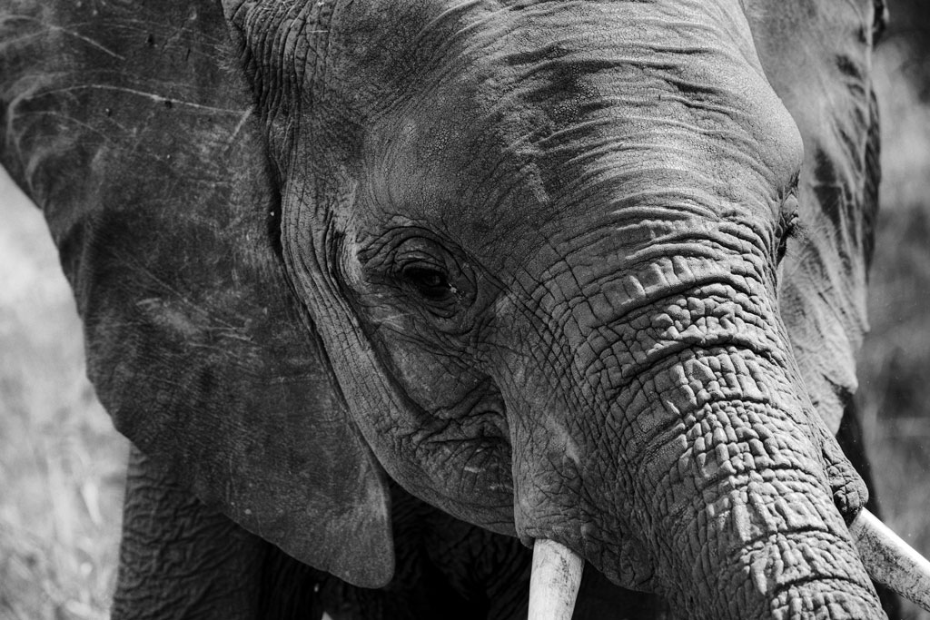 tansania elefant sw 2
