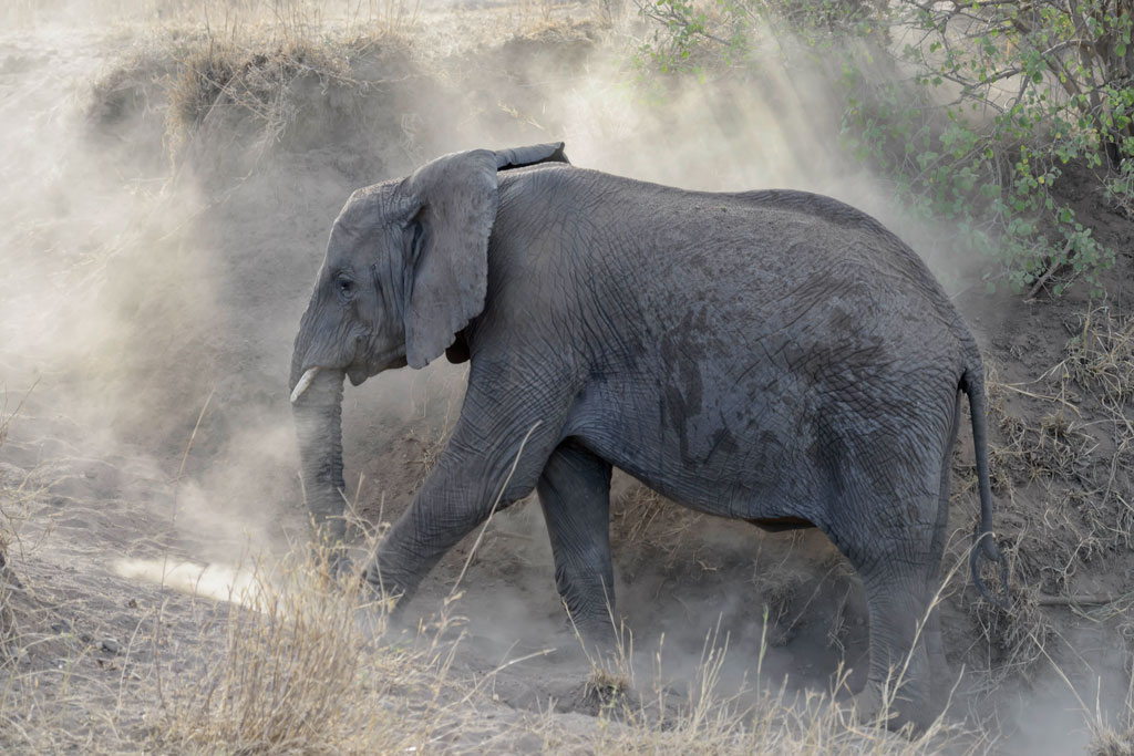 tansania elefanten staub 2