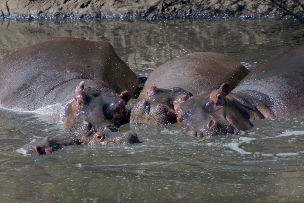 tansania flusspferd 1