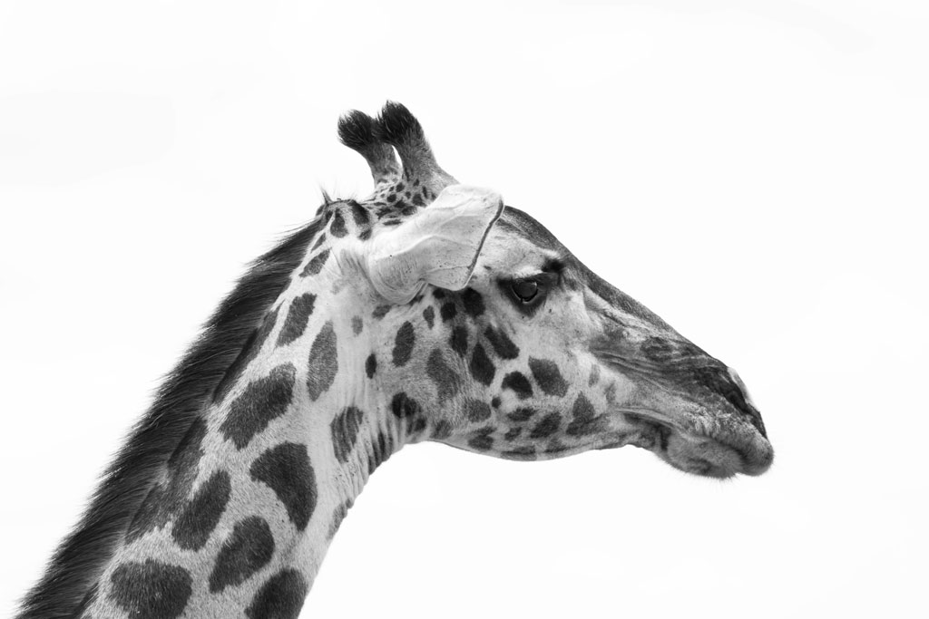 tansania giraffe sw