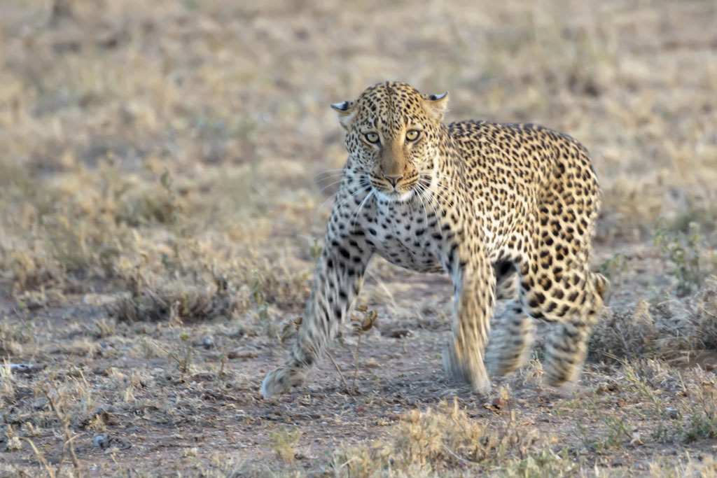tansania leopard 1