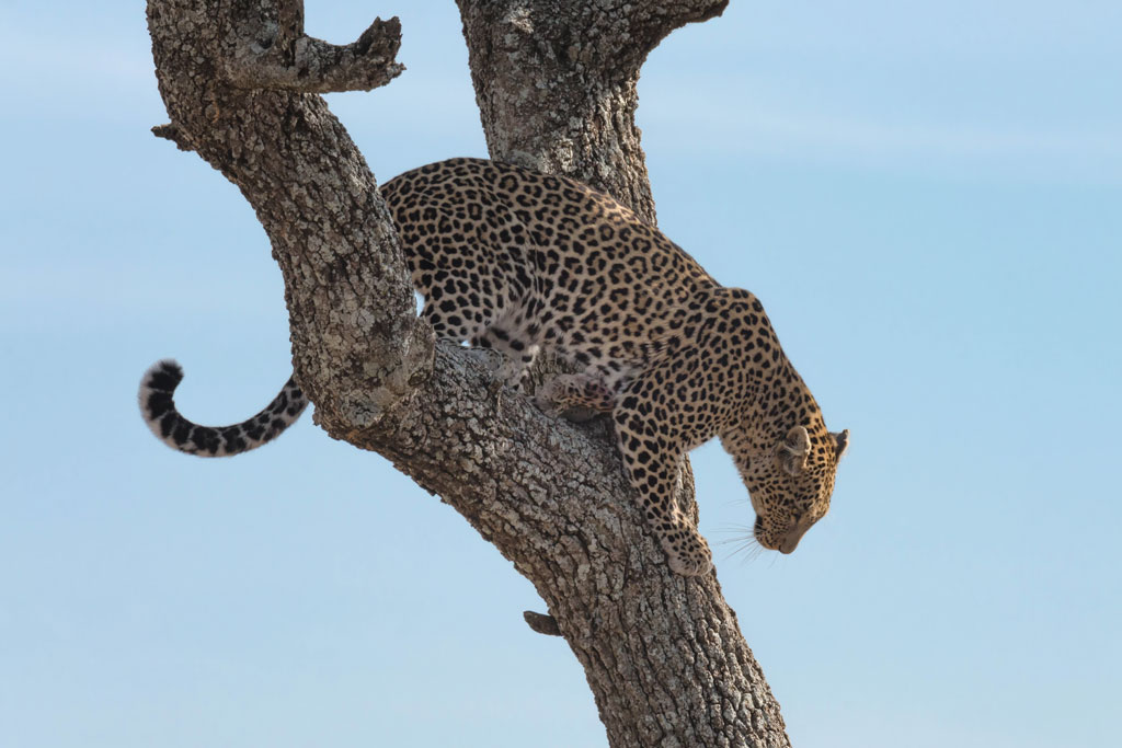 tansania leopard 3