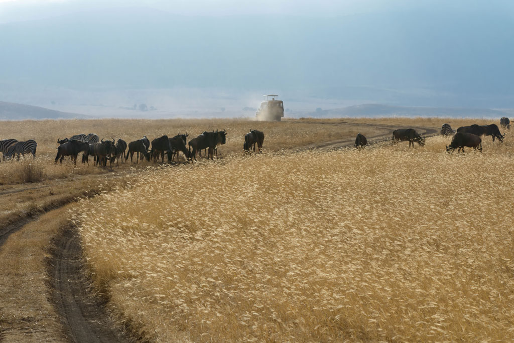 tansania ngorogoro morgens 1