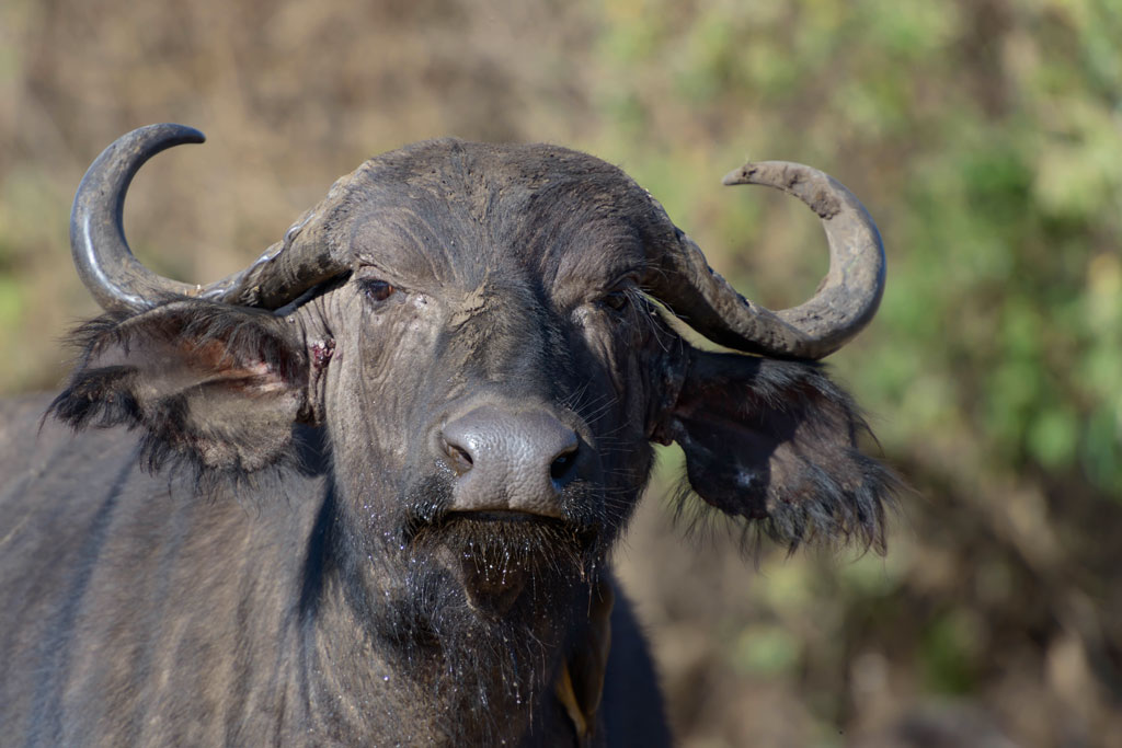 tansania ngorongoro bueffel 1