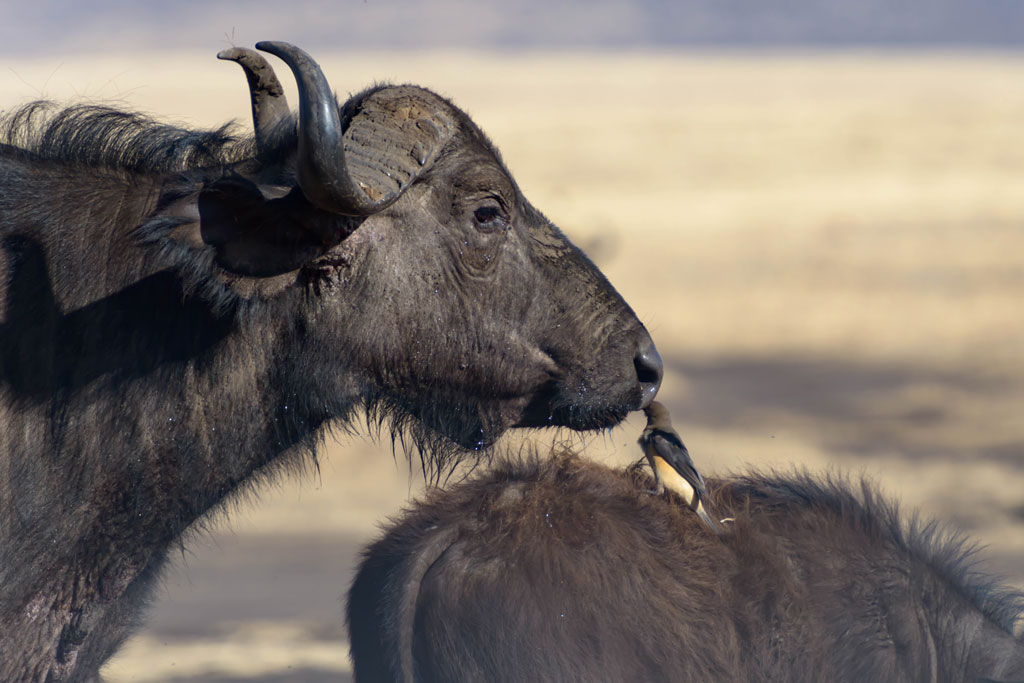 tansania ngorongoro bueffel 2