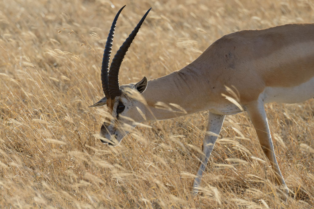 tansania ngorongoro gazelle