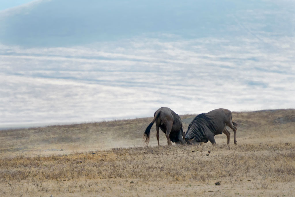 tansania ngorongoro gnus 1
