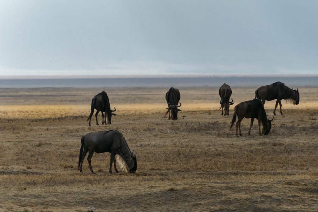 tansania ngorongoro gnus 2