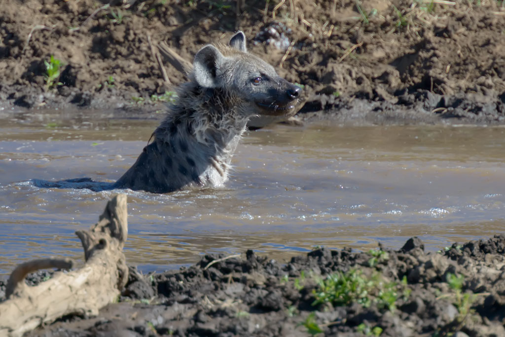 tansania ngorongoro hyaene 1