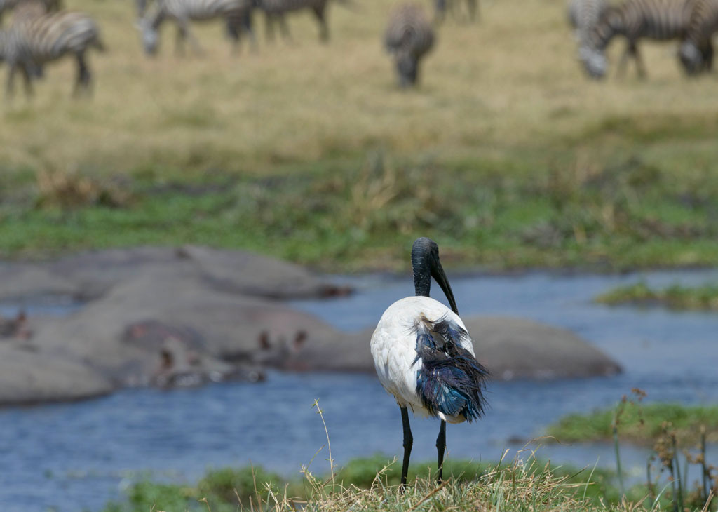 tansania ngorongoro ibis
