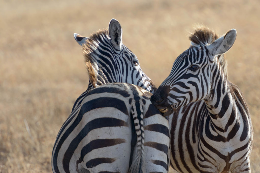 tansania ngorongoro zebras 1