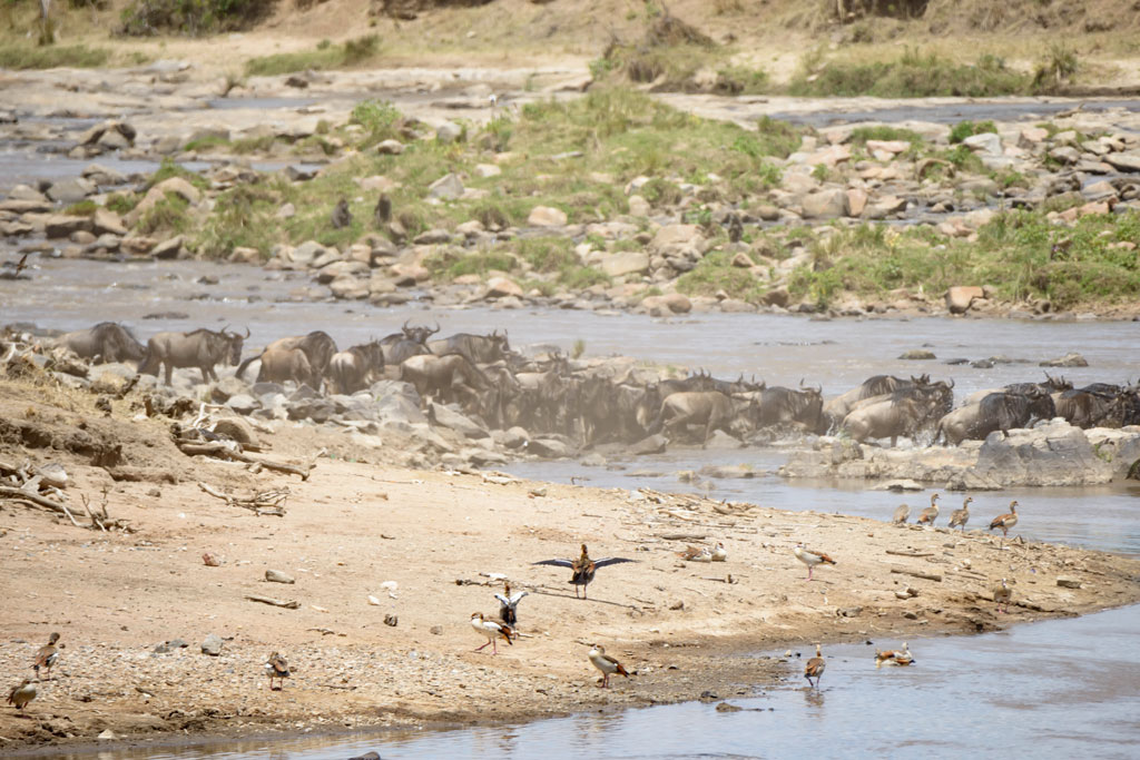 tansania serengeti crossing 2