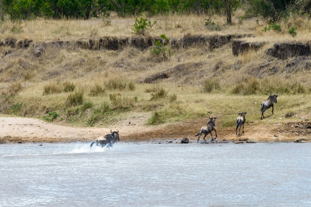 tansania serengeti crossing 4