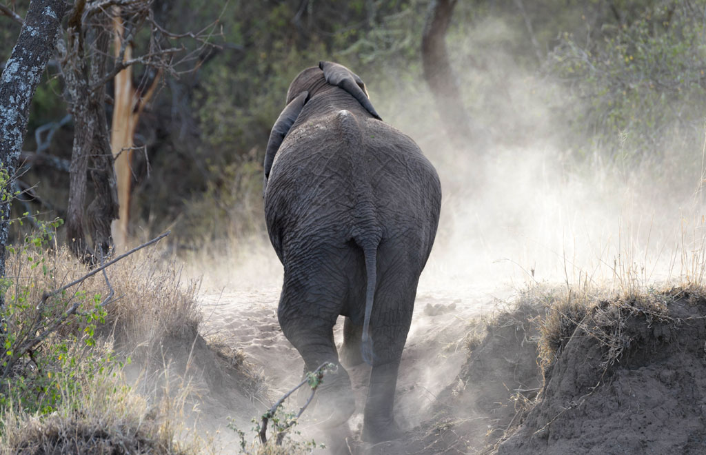 tansania serengeti elefant 1