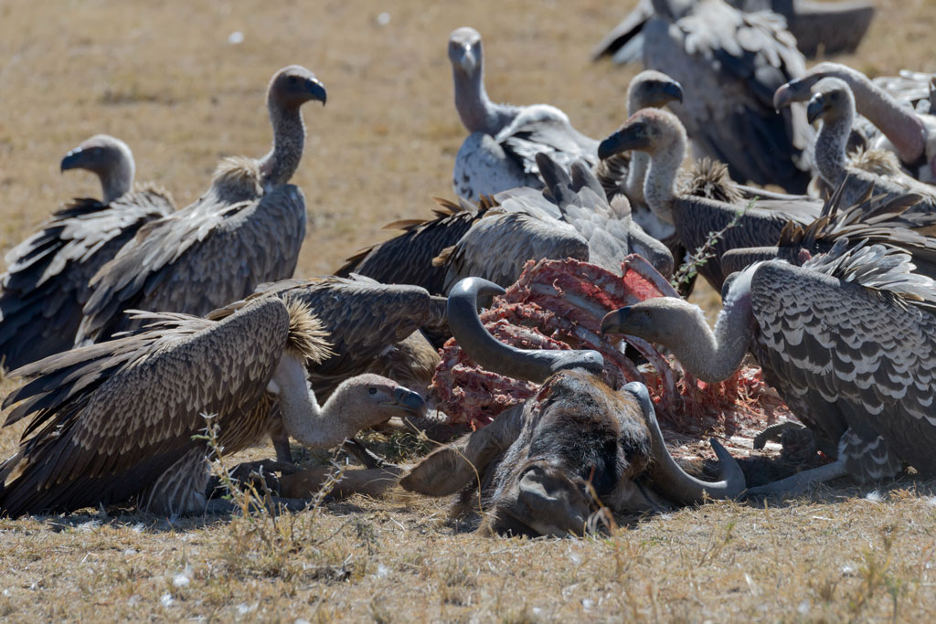 tansania serengeti geier