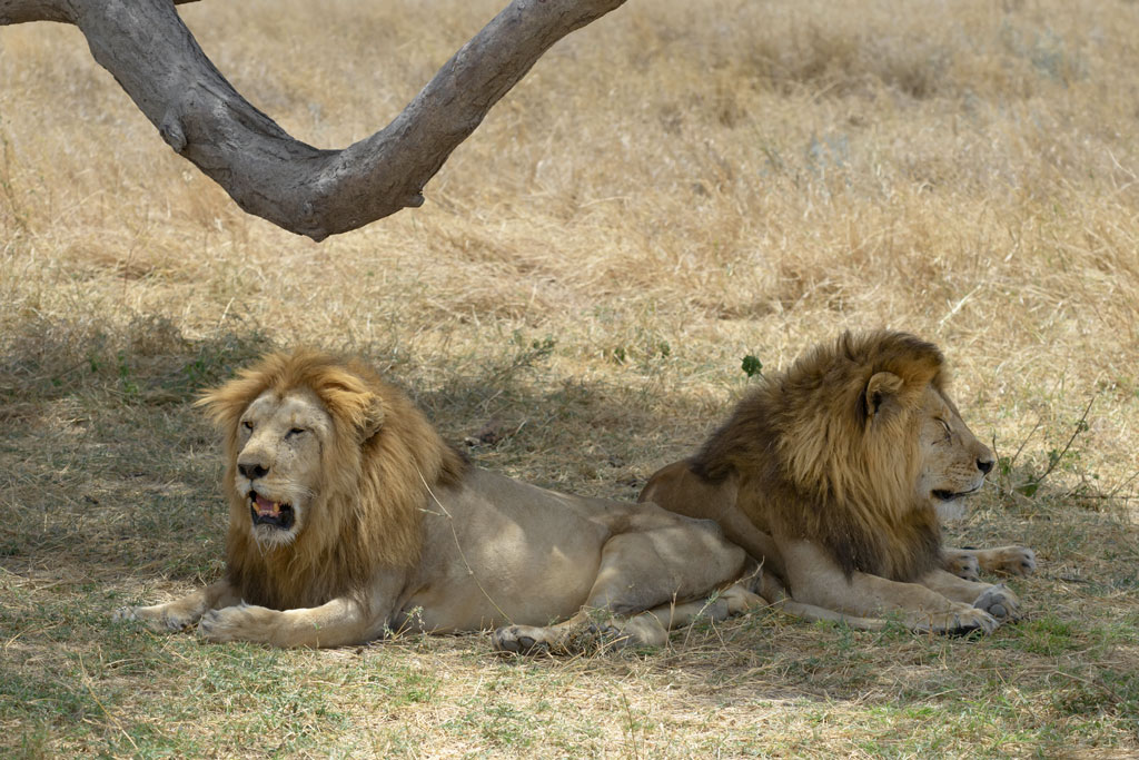 tansania serengeti loewe 10