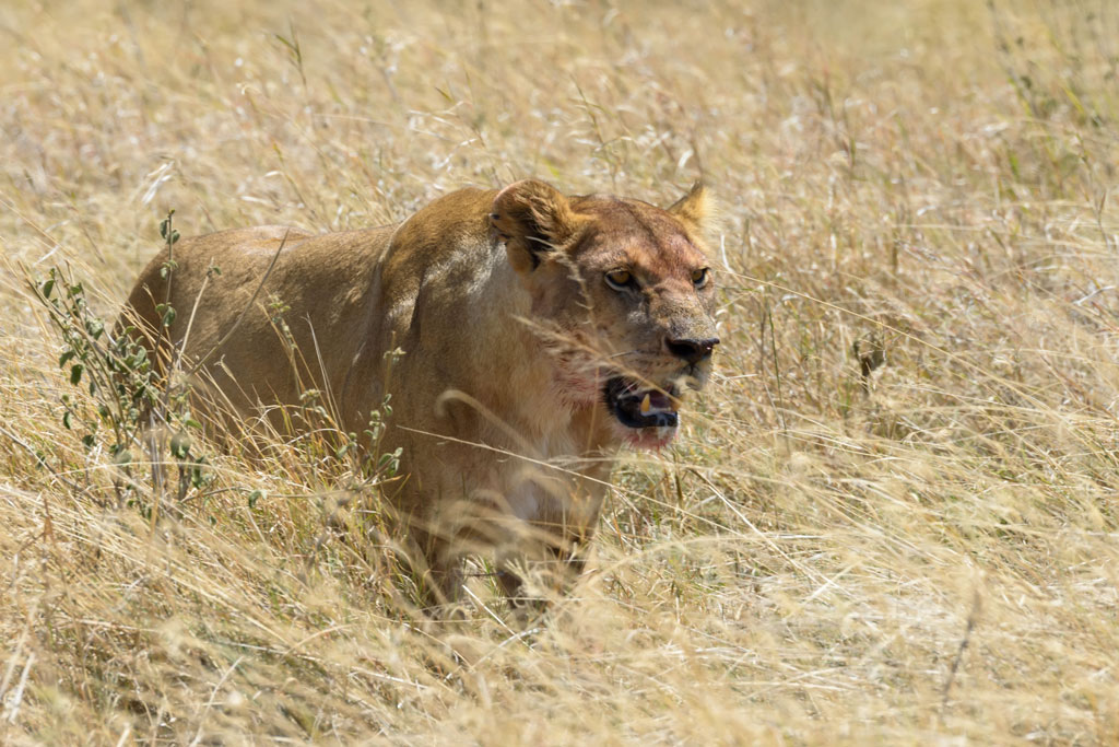 tansania serengeti loewe 12