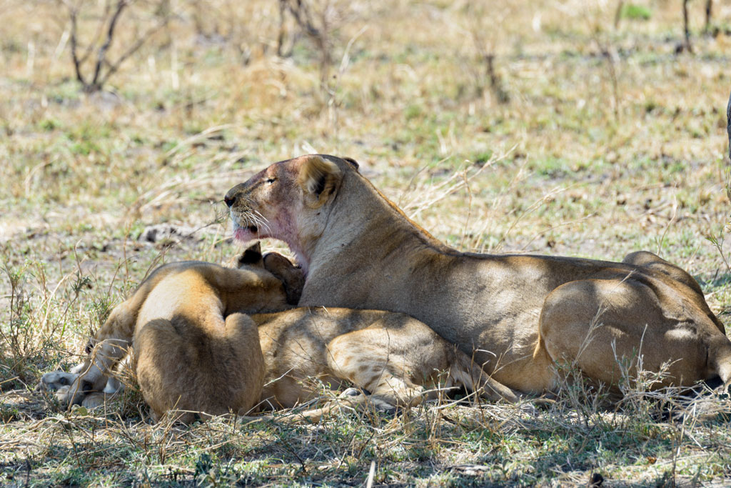 tansania serengeti loewe 13