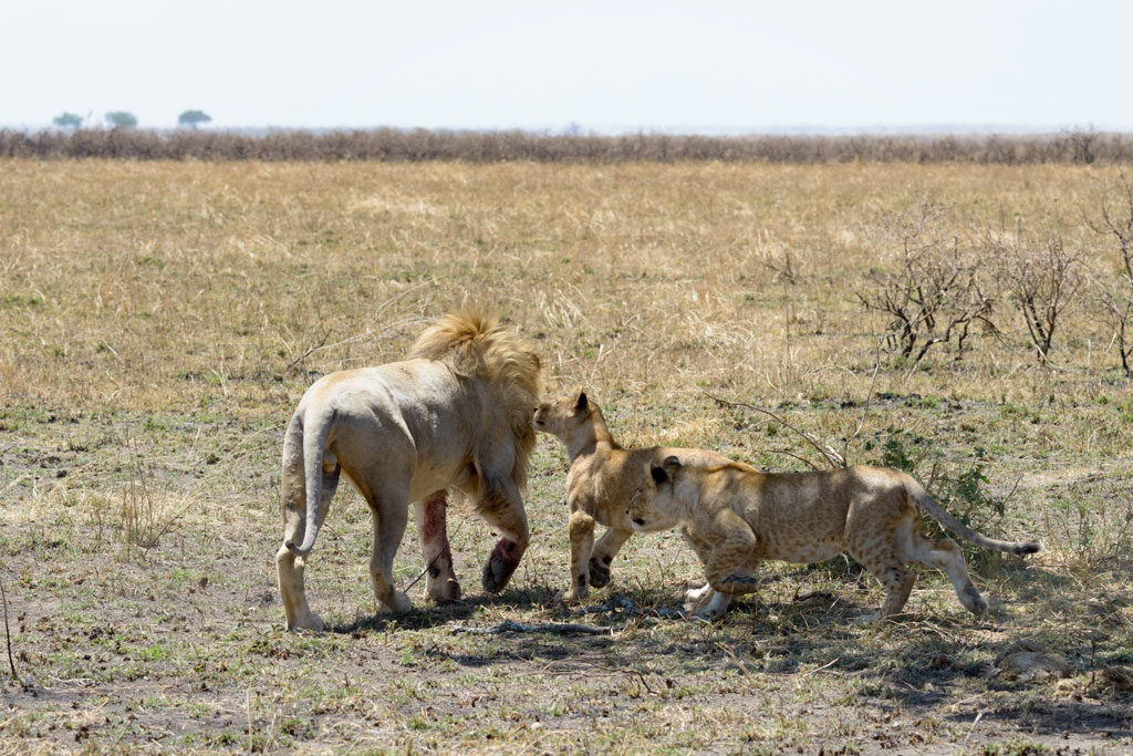 tansania serengeti loewe 14