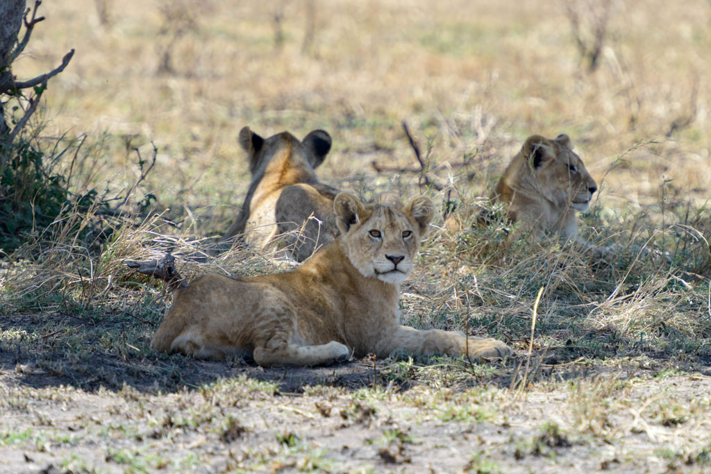tansania serengeti loewe 16