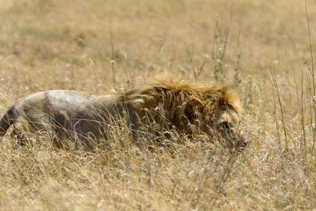 tansania serengeti loewe 17