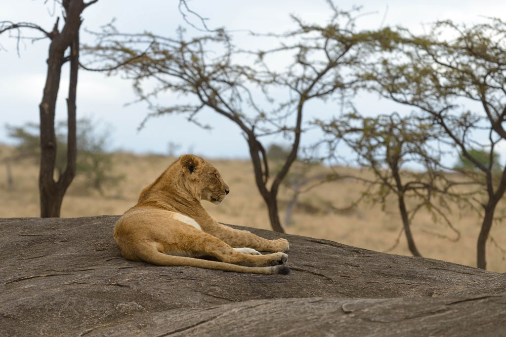 tansania serengeti loewe 2