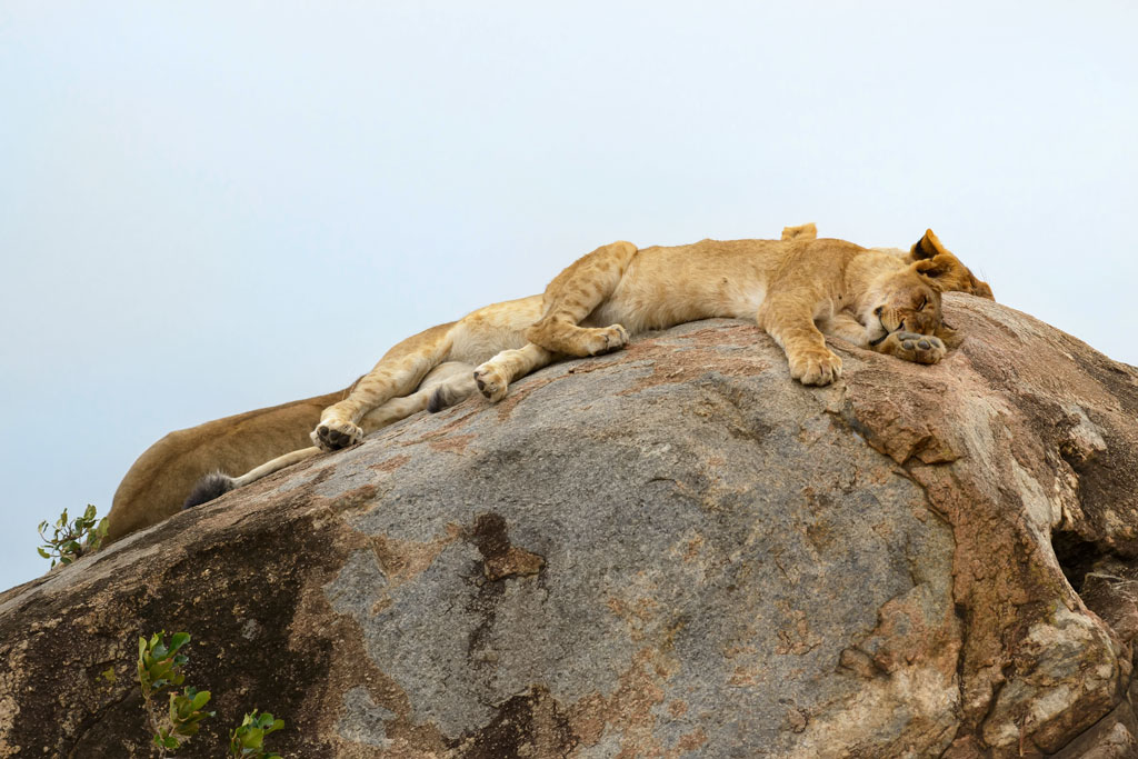 tansania serengeti loewe 3