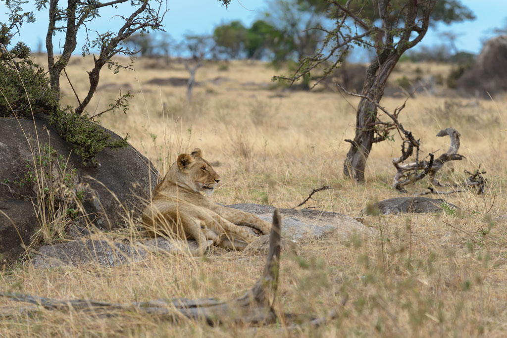 tansania serengeti loewe 4