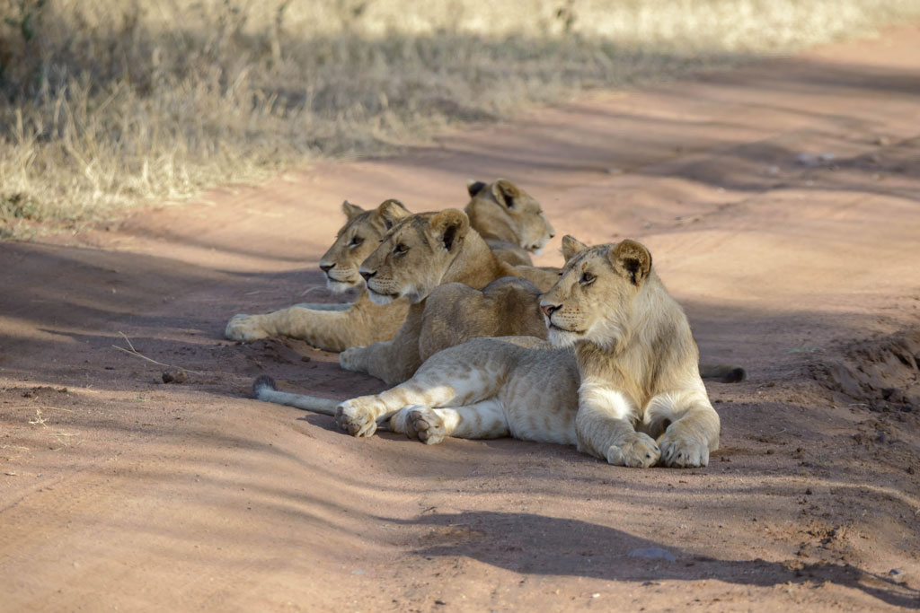 tansania serengeti loewe 9