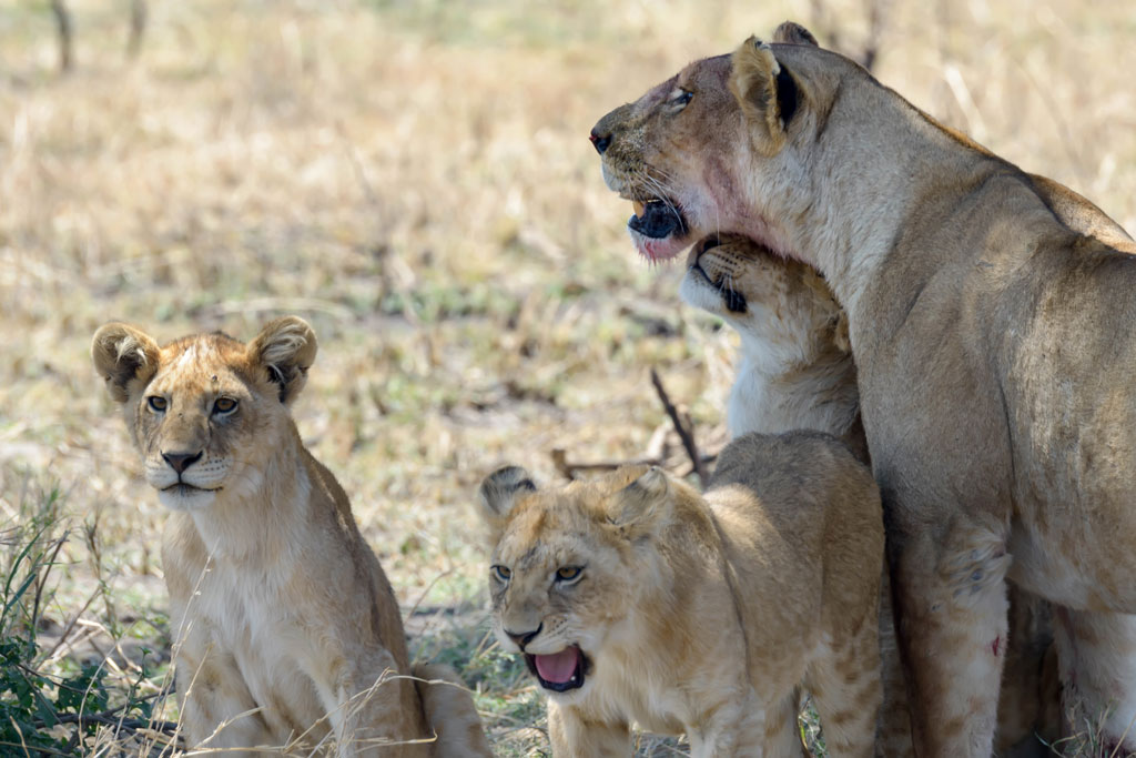 tansania serengeti loewenfamilie 1
