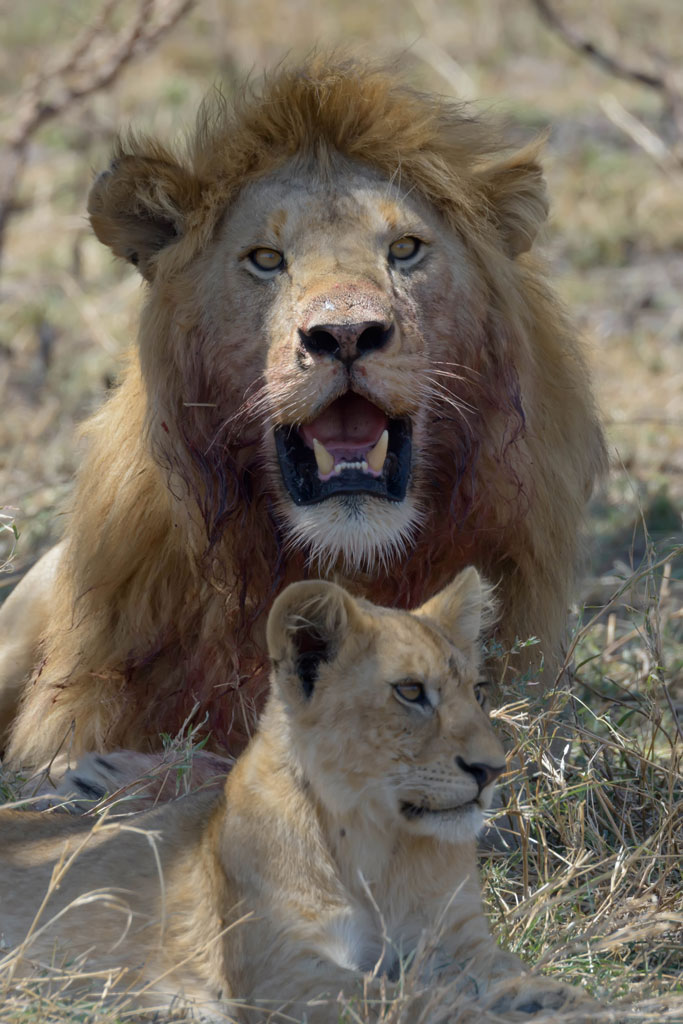 tansania serengeti loewenfamilie 2