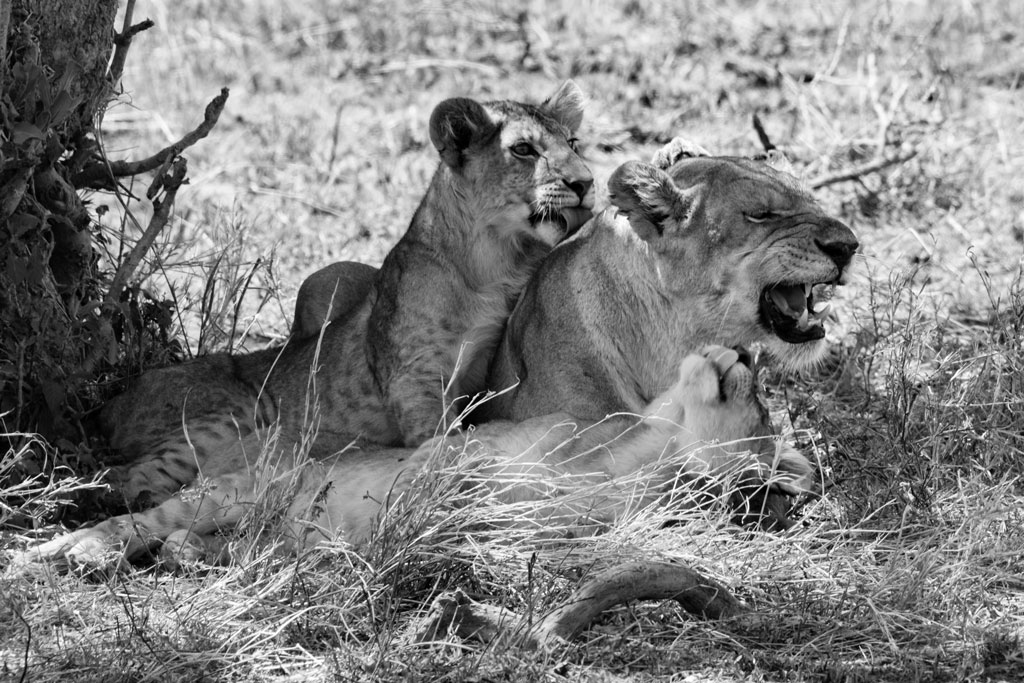 tansania serengeti loewenfamilie sw