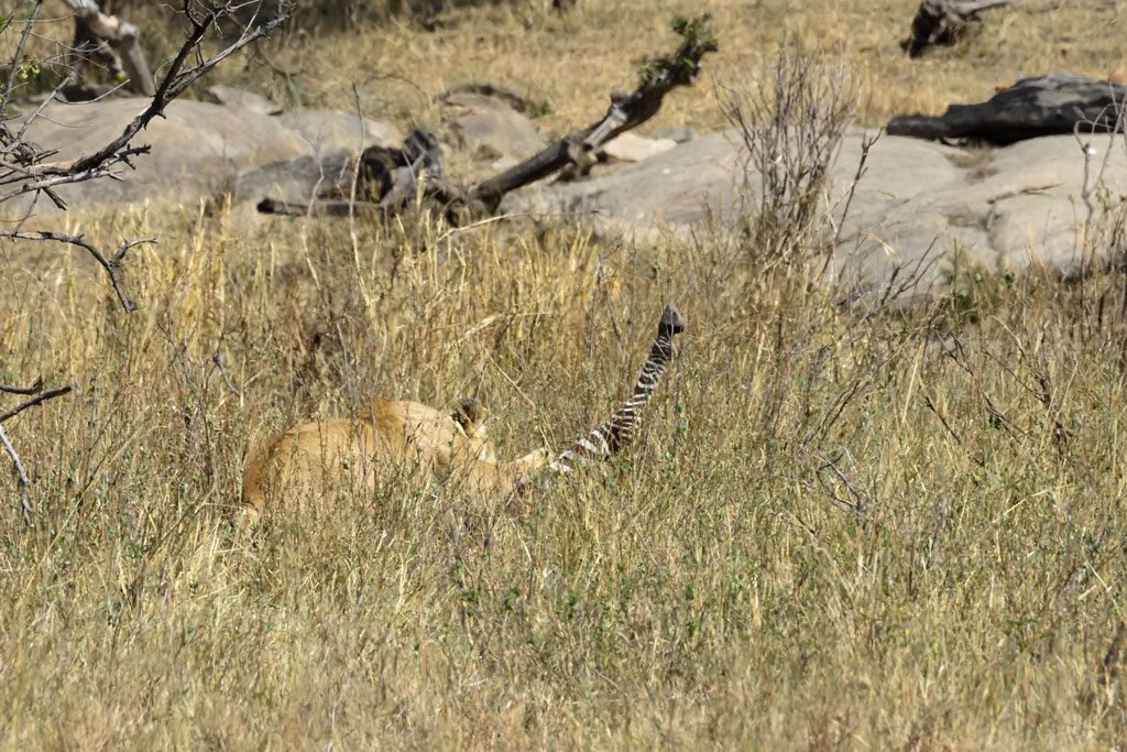tansania serengeti mit beute