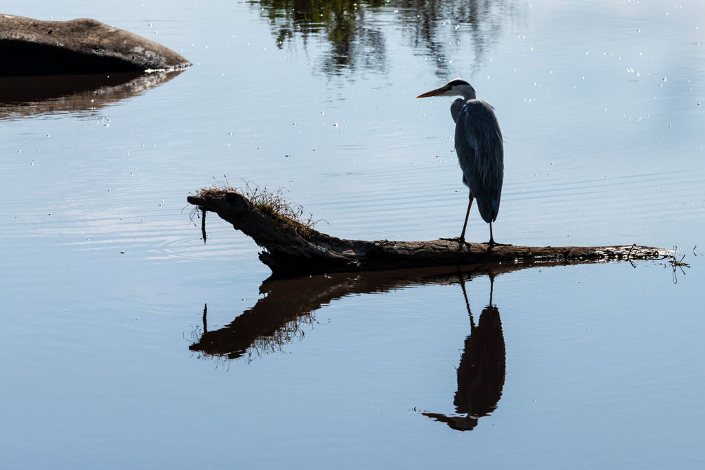 tansania serengeti vogel spiegelung