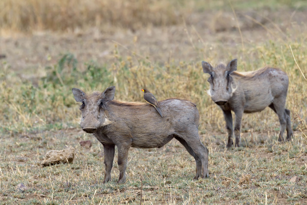 tansania serengeti warzenschwein 1
