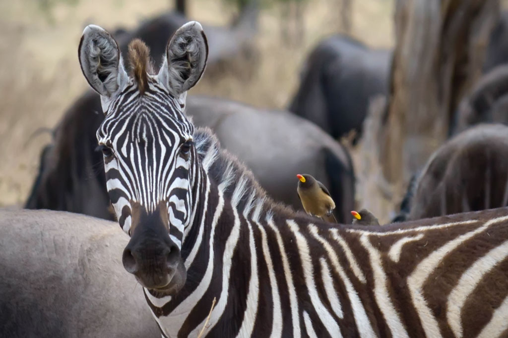tansania serengeti zebra 2