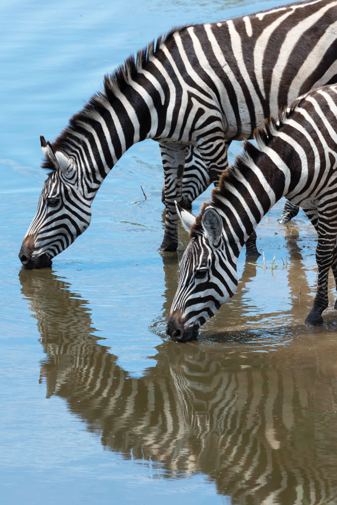 tansania serengeti zebra 3